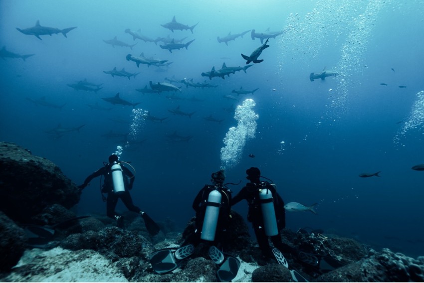 divers with sharks.jpg