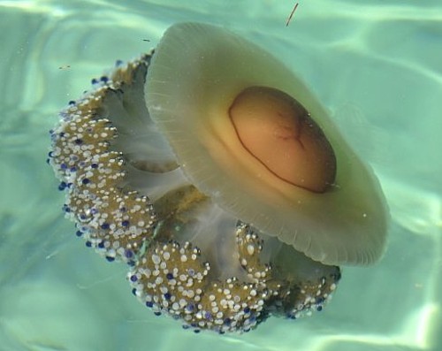Meduze u Jadranu