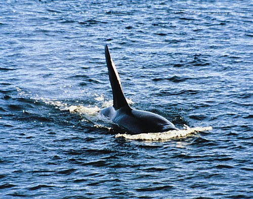 S kitovima na Azorima