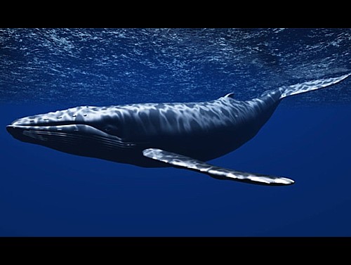 Veliki kit u Jadranu