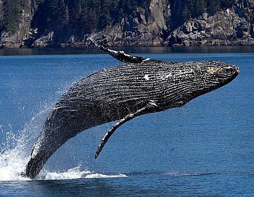 Pronađen skelet kita