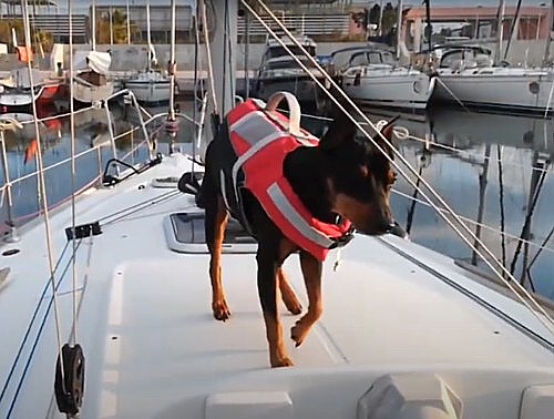 Zaštitni prsluk za pse