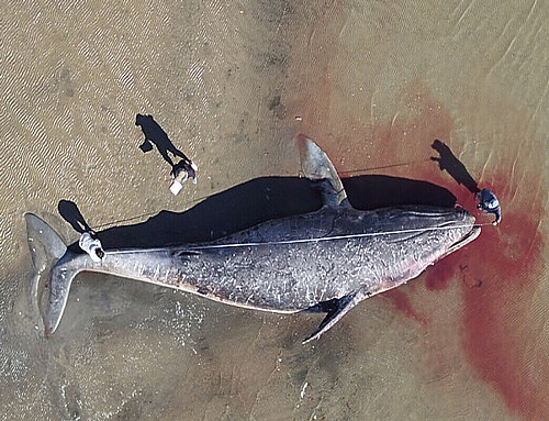 Sivi kitovi umiru od gladi