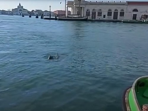 Dupini u Veneciji
