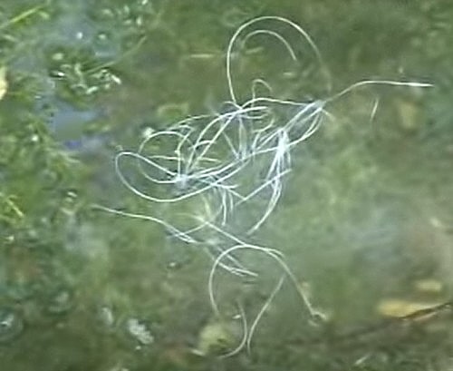 Nautičari i ekologija