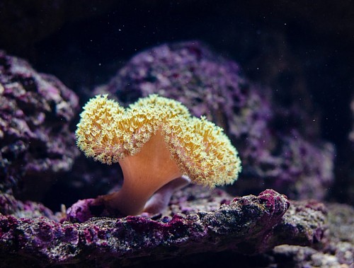 Koralji iz laboratorija