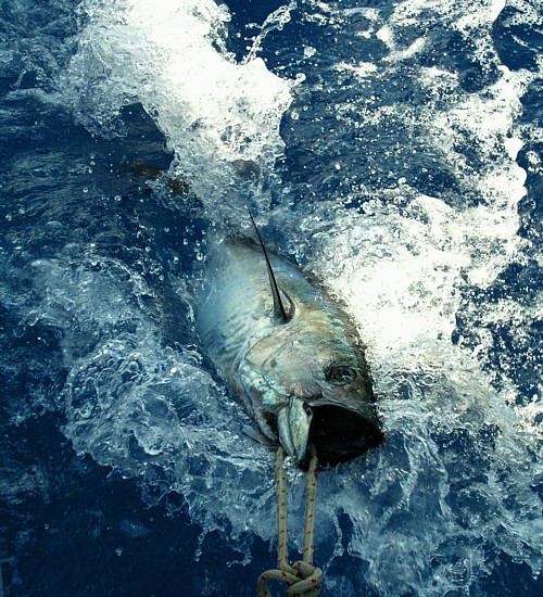 Ribolov po vrućem vremenu