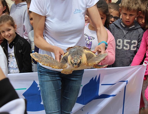 Izlječena kornjača