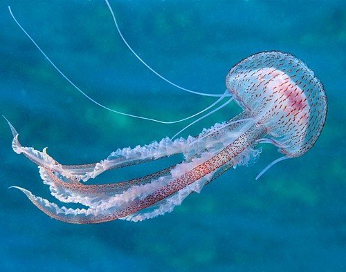 Meduza morska mjesečina