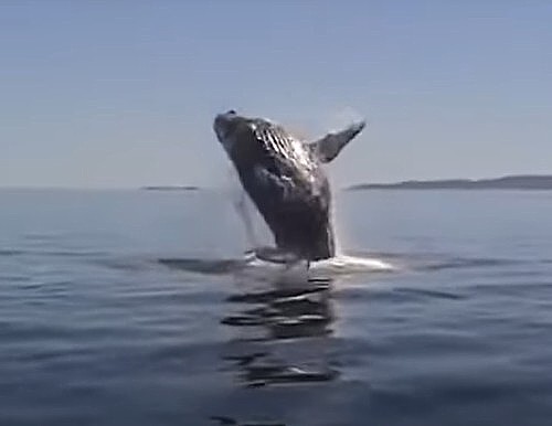 VIDEO: Sretni kit