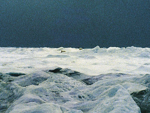 Seoba polarnih medvjeda