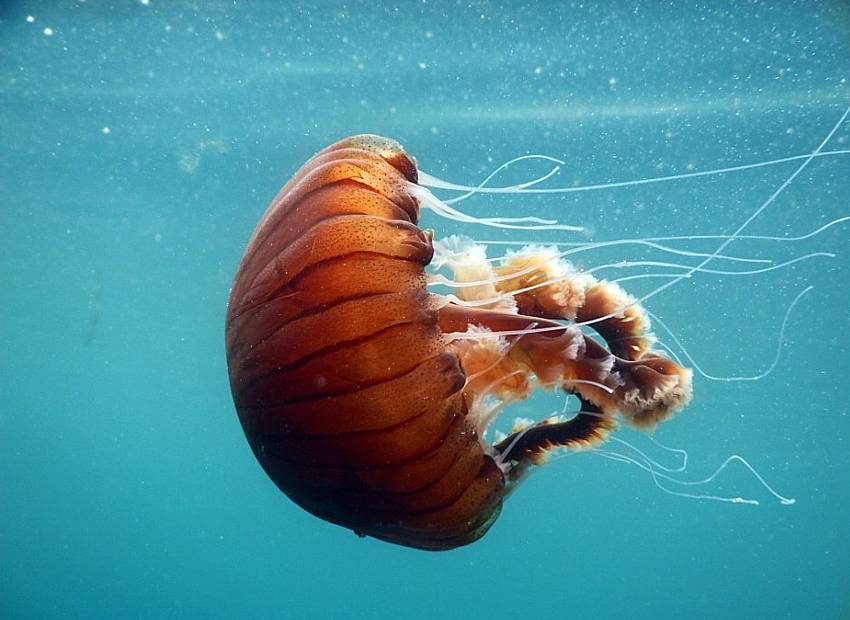Kompas meduza - što učiniti kad vas opeče