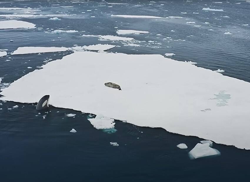 VIDEO | Nevjerojatan lov na tuljana