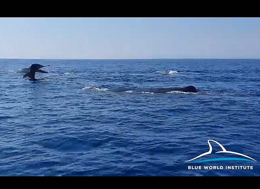 Video nježnih divova