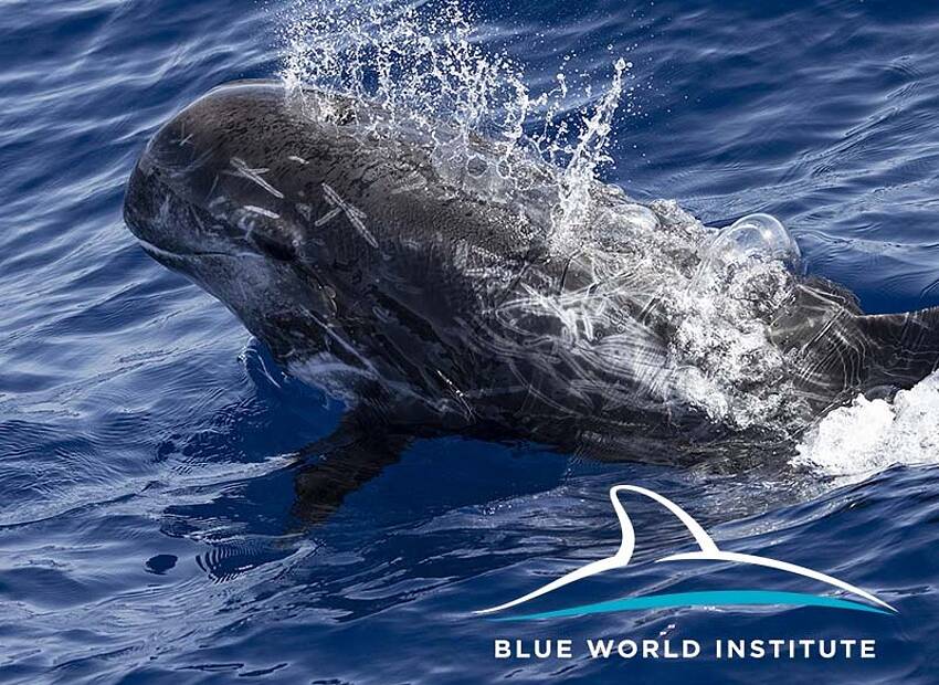 Glavati dupini u Južnom Jadranu