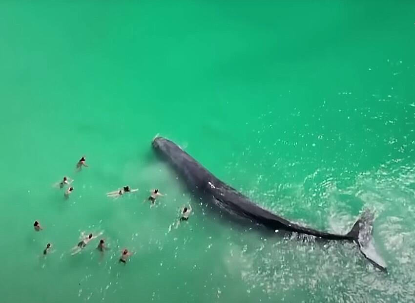 Kit se okupao s kupačima na plaži