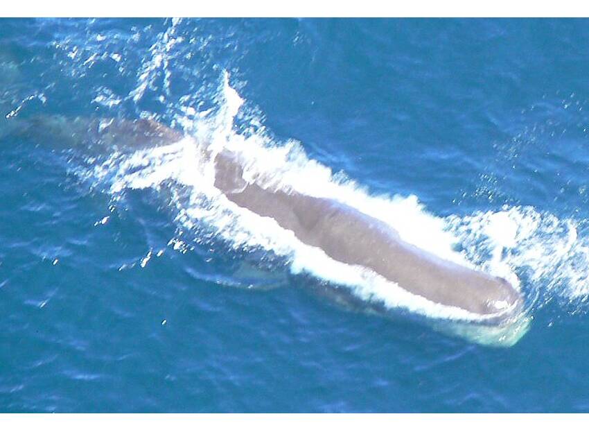 Znanstvenici uče osnovne građevne elemente jezika kitova ulješura