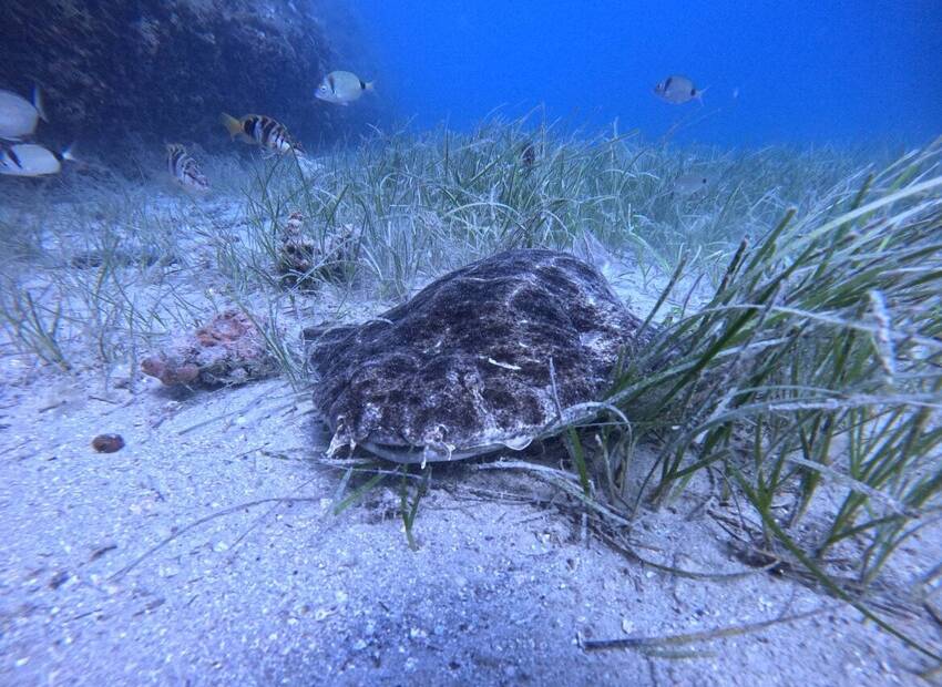 Viđen „izumrli“ morski pas