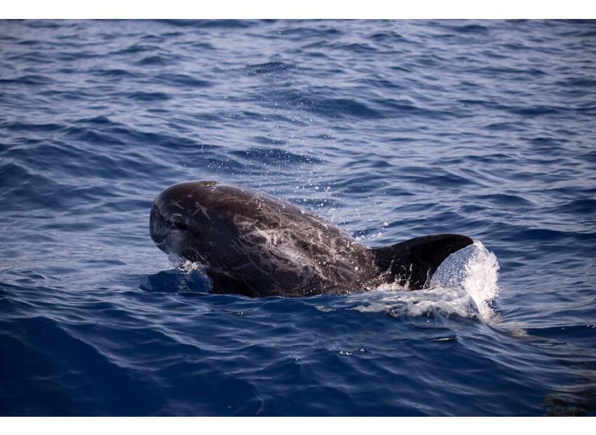 VIDEO: Napušteni mladi dupin kod Lastova