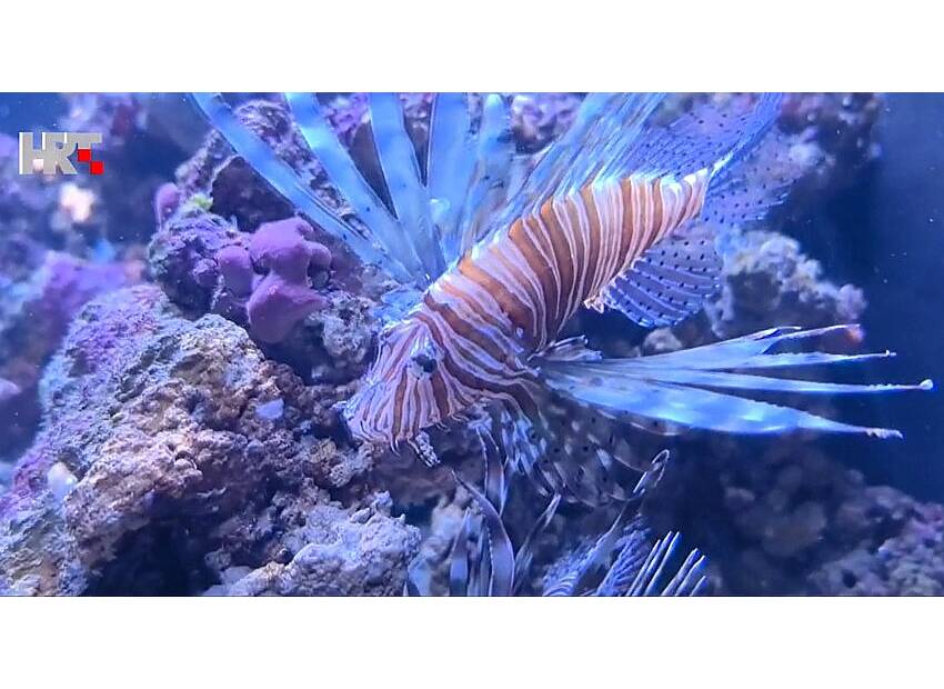 Nagradnom igrom usporiti širenje vatrenjače