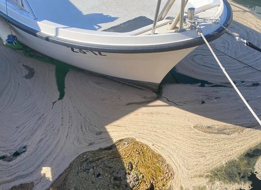 Znanstvenici objasnili pojavu sluzi u Jadranu