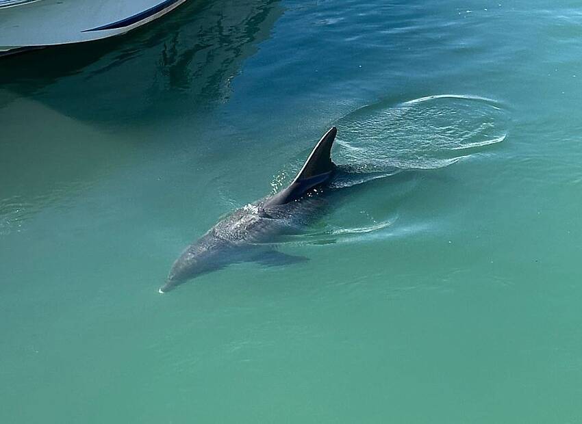 Okoćen mrtvi mladunac