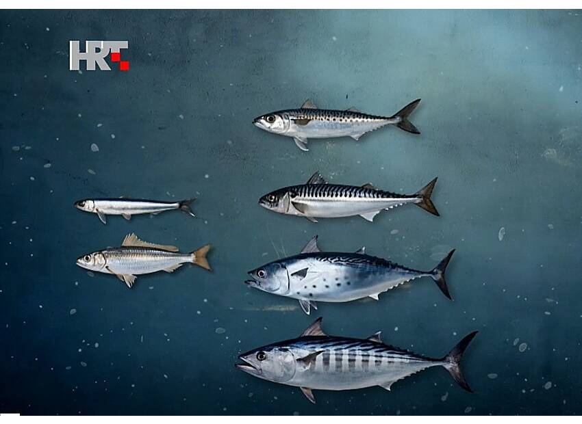 Tko je Ferrari, a tko Yugo 45 među ribama?