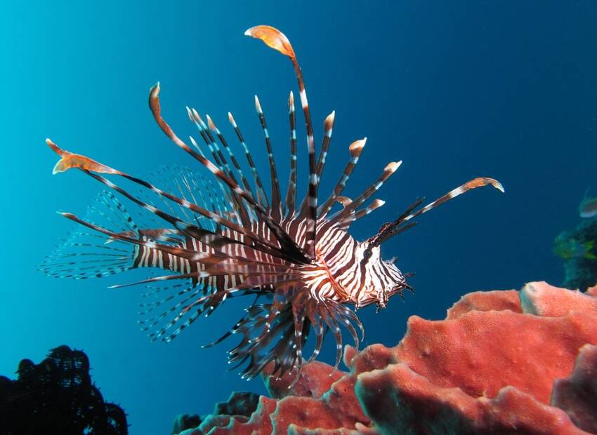 Invazivna vatrenjača