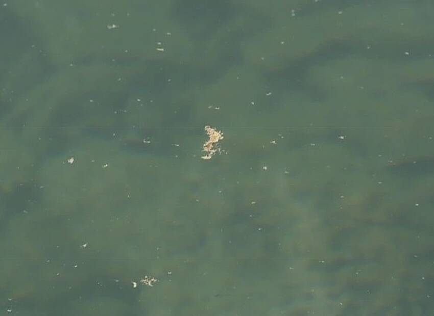 Znanstvenici istražuju “žuti Jadran”